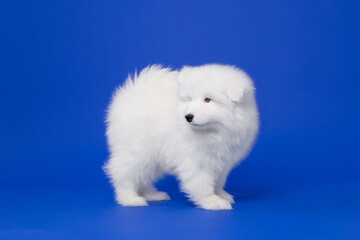 White Samoyed puppy walking sideways on blue background.