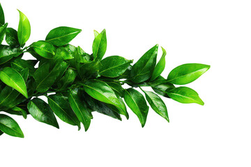 Green Leaves Branch On Black Background