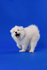 Playful Samoyed puppy mid-step with open mouth on blue background.