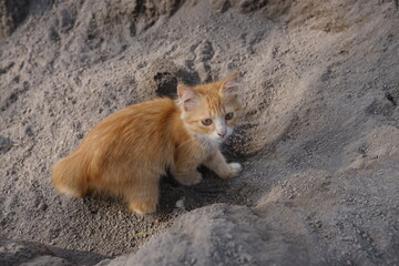 Adorable Ginger Kitten Exploring Sandy Terrain A Playful and Curious Feline in Nature