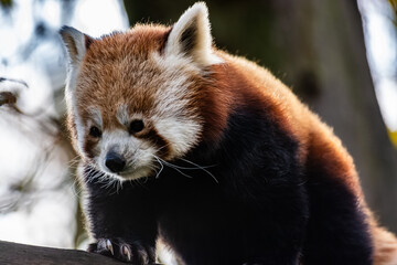 Panda roux au zoo de Lille