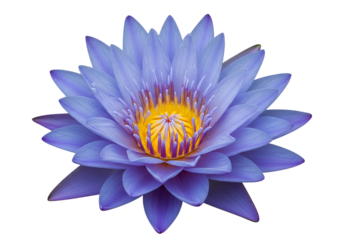 A vibrant, detailed close-up of a striking purple lotus flower, showcasing its delicate petals and a bright yellow center, set against a deep black backdrop.