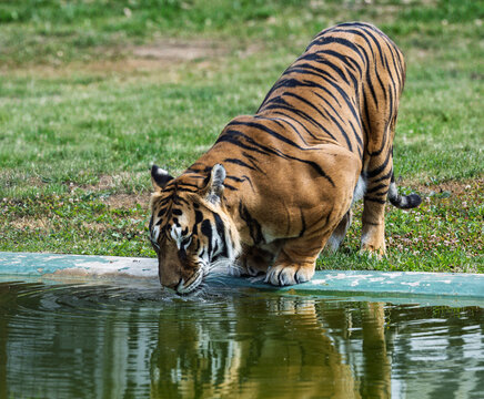 tiger drinking