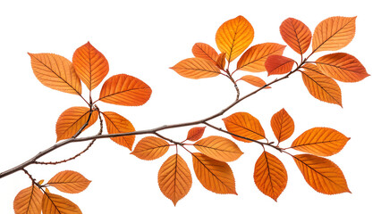 Obraz premium Autumn branch with vibrant orange leaves isolated on a white background