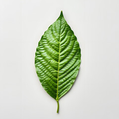 Elongated Green Leaf with Intricate Vein Pattern on White