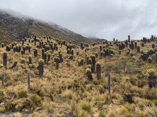 Asteraceae at Nevado del Ruiz, andes, Colombia April 20, 2025 - Image 06