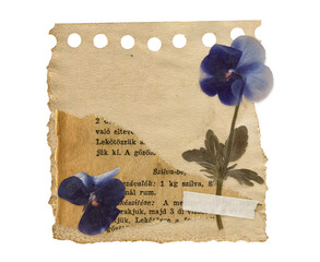 Scrapbook Vintage Paper Note with Dried Pansy Flower. Isolated Botanical Scrapbooking element for Collages