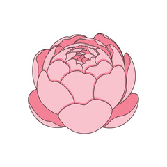 Beautiful pink peony flower in full bloom illustration.