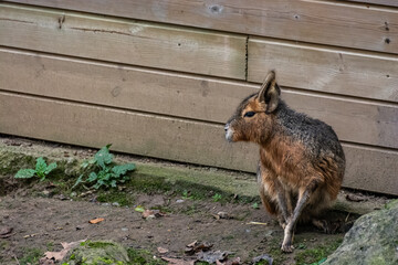Mara au zoo de Lille