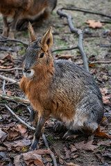 Mara au zoo de Lille
