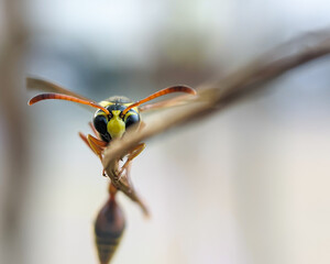 Close-up macro of Delta Unguiculatum perches on twigs, is also often called the Great Potter Wasp and has a slender body with yellow black coloration on the abdomen.