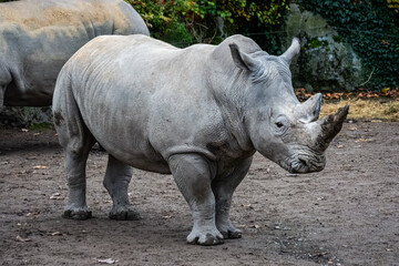 Fototapeta premium Rhinoceros blanc du Sud au zoo de Lille