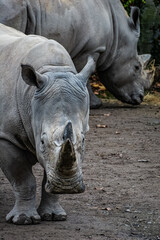 Rhinoceros blanc du Sud au zoo de Lille