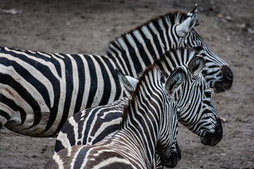 Zebre de Burchell au zoo de Lille
