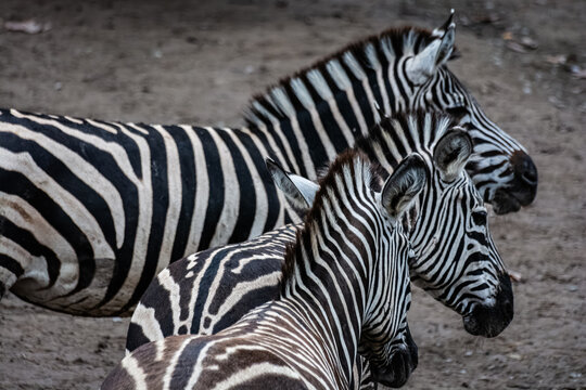 Zebre de Burchell au zoo de Lille