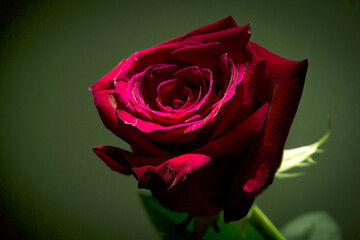 Fully open red rose on black background