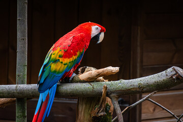 Ara Macao au zoo de Lille