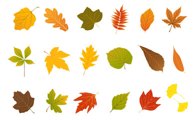 Bright and simple autumn leaves in warm colors. Flat cartoon foliage for seasonal design.