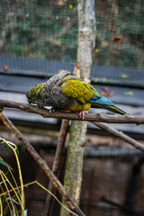 Conure de Patagonie au zoo de Lille