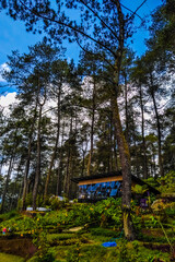 A small modern café nestled within a dense pine forest, surrounded by lush greenery and garden plants under a blue sky.