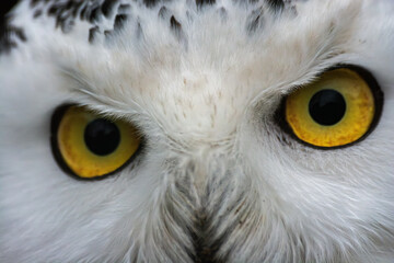 Harfang des neiges au zoo de Lille