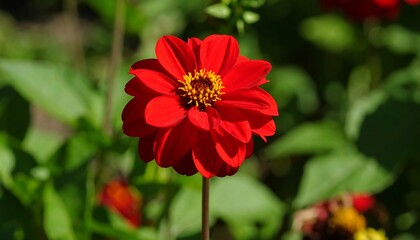 Vibrant red dahlia in garden (1)