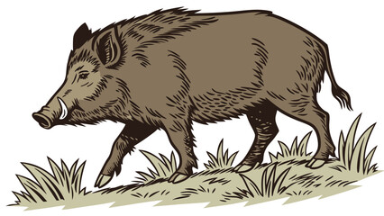 Wild Boar Walking in Grass Detailed Illustration Vintage Style Animal Art.