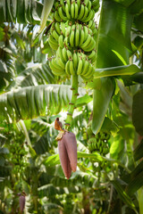 Banana plantation. The big flower of banana with bananas. Shallow depth of field