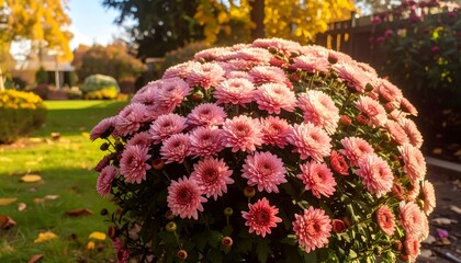 A vibrant cluster of pink chrysanthemums in a garden setting