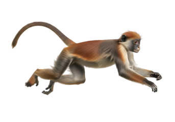 A vivid representation of a reddish-brown monkey in a dynamic leaping pose against a stark black backdrop.
