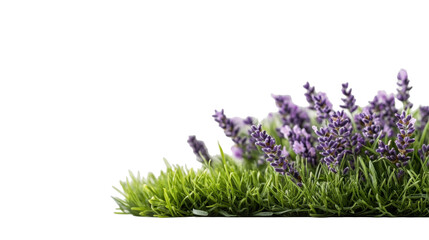 Fototapeta premium Lavender Sprigs on Transparent Background