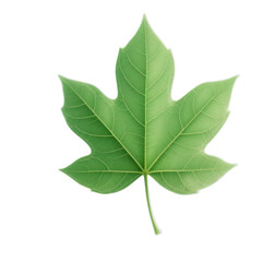 Obraz premium Green Maple Leaf with Veins, Transparent Cutout, 3D Realism Asset