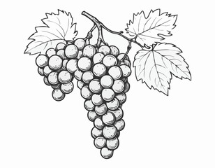 Fototapeta premium Grapes Bunch hand drawn sketch illustration Fruits and orchards