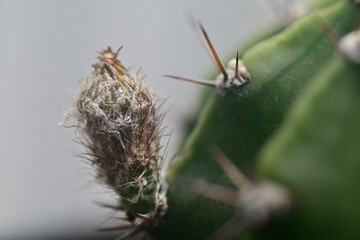 Flower bud on a thorny ball cactus .