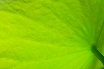 Close up of back side of Water Lily leaf.