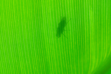 Silhouette of a Fly on green Canna Indica leaf backlit by sunlight, India.