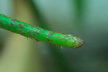 Close up of  root of Fern plant, India,