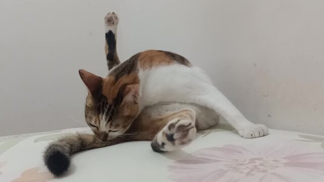 A cute female calico cat with black, orange, and white fur grooming and cleaning itself. Domestic pet feline video in natural behavior.