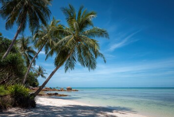 Obraz premium Photograph of a beach with palm trees and a clear blue sky