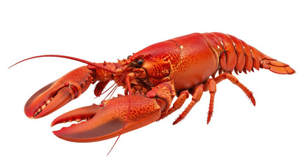 Isolated boiled lobster, freshly cooked and ready to eat. Delicious seafood on display