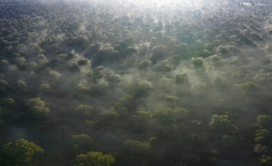 Holm oak (Quercus ilex) pasture in the Campo de Salamanca region. Campo Charro, Salamanca province, Castile and Leon, Spain, Europe