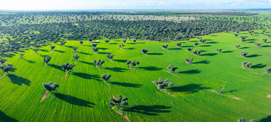 Holm oak (Quercus ilex) pasture in the Campo de Salamanca region. Campo Charro, Salamanca province,...