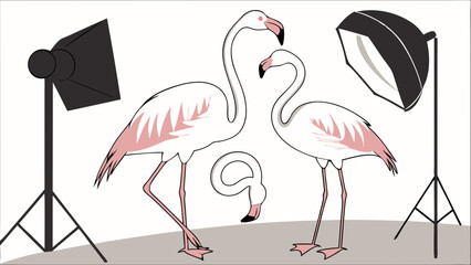 Naklejka premium Studio Photography of Pink Flamingos Bird Illustration Wildlife Exotic Birds Photo Shoot Setup Graphic Design Element.