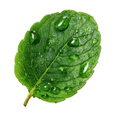 
Green leaf with water drops symbolizing freshness and nature 