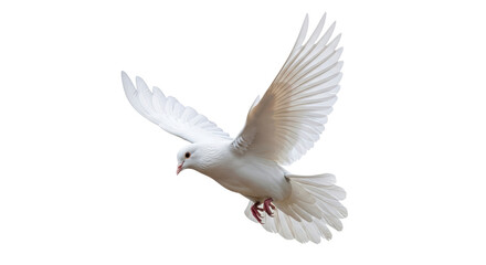 Isolated dove in flight with its wings spread, graceful movement, aerial shot, light tone