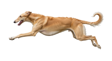 Isolated Running Greyhound Dog with Tan Coat, Athletic Build, Graceful Movement, Dynamic Pose