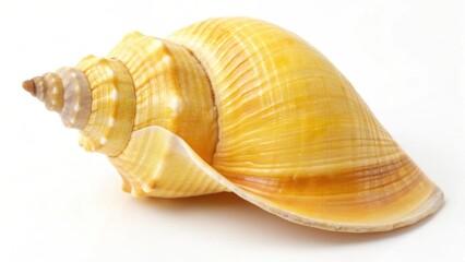 Obraz premium seashell isolated on white background