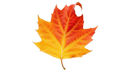 Isolated colorful autumn leaf of a sycamore tree in beautiful fall colors, changing shades