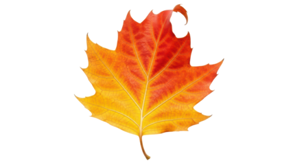 Isolated colorful autumn leaf of a sycamore tree in beautiful fall colors, changing shades