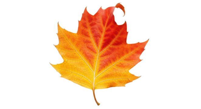 Isolated colorful autumn leaf of a sycamore tree in beautiful fall colors, changing shades